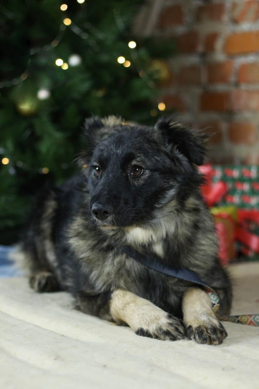 Chiens à adopter